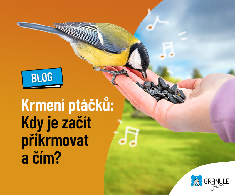 Krmení ptáčků v zimě: Kdy je začít přikrmovat a čím?