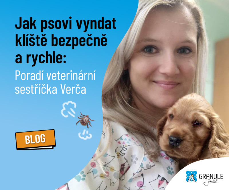 Jak psovi vyndat klíště