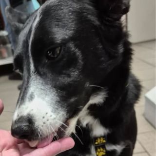 Než si u nás něco koupíš🛒, necháme Ti rádi ke každé dobrotě 🐶čmuchnout. #zveracek #chrudim A nezapomeň nejen v ☀️létě...