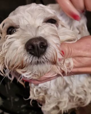 🐶😉Vidíš ten spoko čumák? Spa den pro tvého chlupáče? Teď už jen v @trenink_salon 🧼✨ Máme obrovskou radost, že vám můžeme...