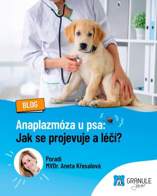 Měl váš chlupáč🐾 v poslední době klíště🕷 a zdá se vám tak trochu „bez nálady“? 🥺 Možná za to může ANAPLAZMÓZA? Anebo taky...