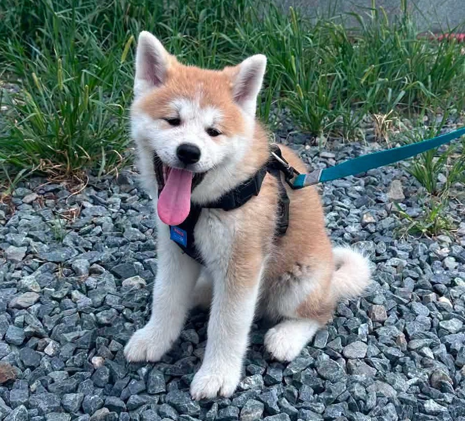 akim