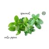 Natasha Rollon Mint Mint