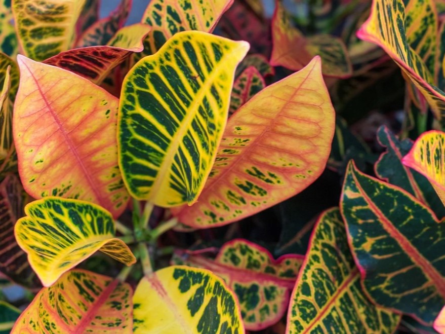 Rostliny pro vertikální zahrady