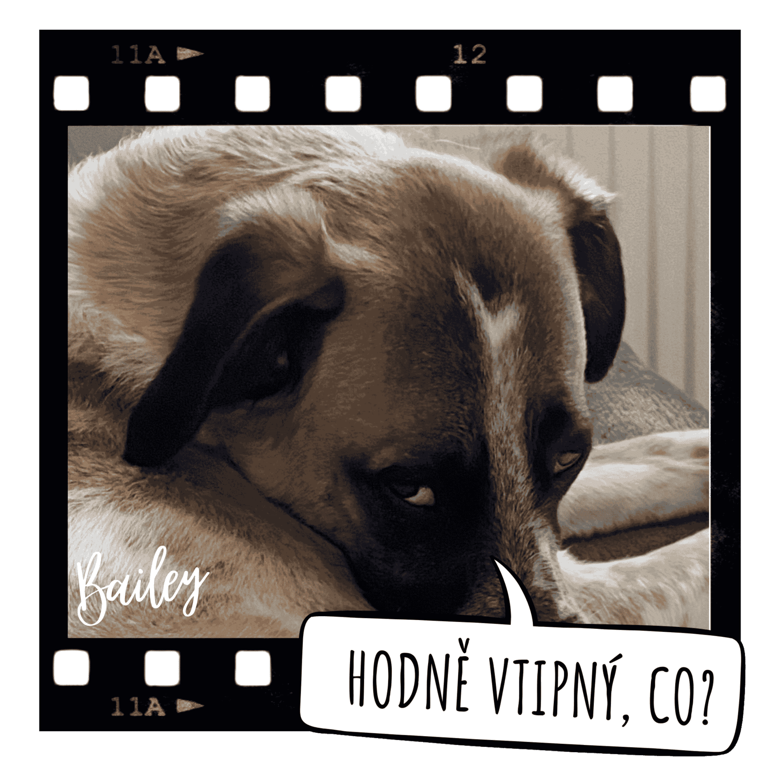 bailyho-tip-vtipny-co