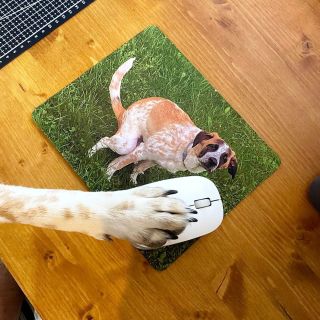 Máš odvahu dát si svojí trapnou fotku na podložku jako Bailey?👀 Jo, je to Baily🐶 A jo, na tý fotce sere. Protože když máš...