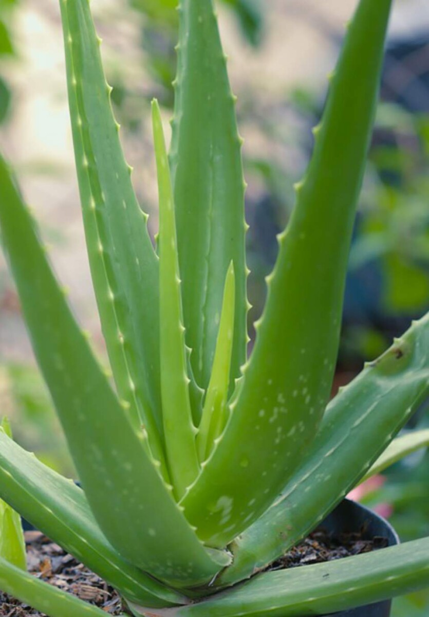 aloe