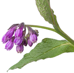 comfrey