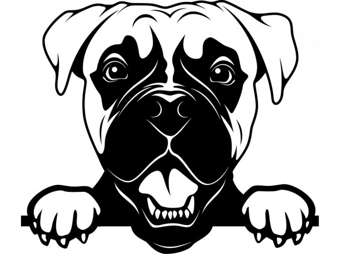 Samolepka pes Boxer s vyplazeným jazykem