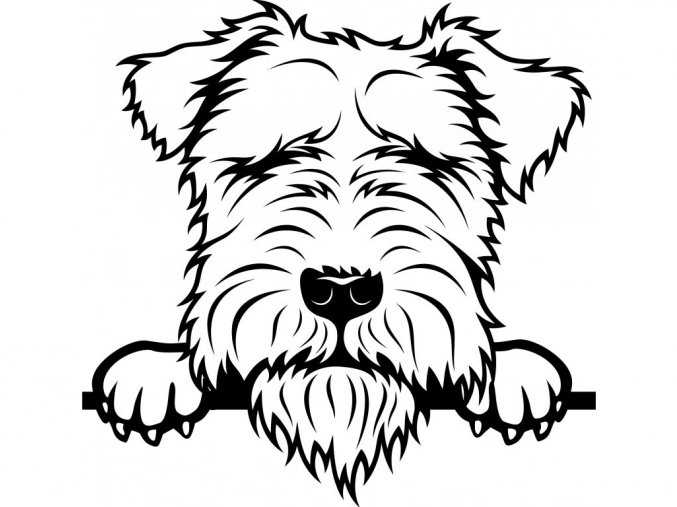 Samolepka pes Lakeland teriér