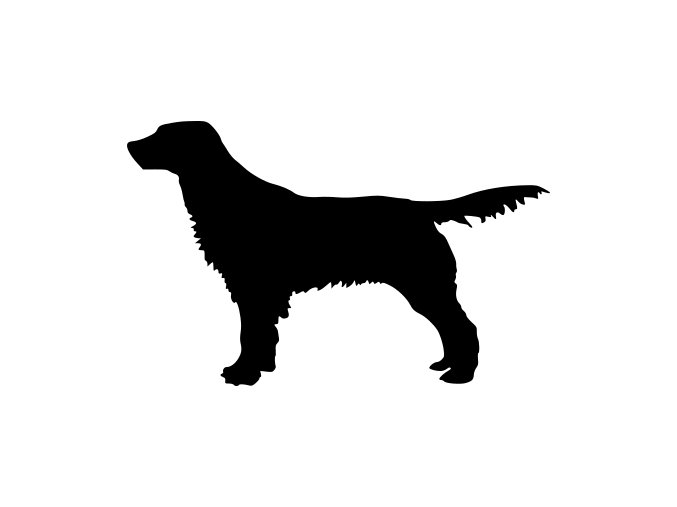Samolepka pes - Anglický špringršpaněl