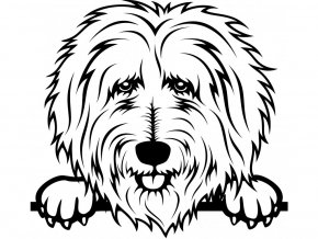 Samolepka pes Goldendoodle