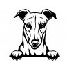 Samolepka pes Greyhound