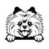Samolepka pes Pomeranian