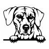 Samolepka pes - Rhodéský ridgeback