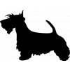 Samolepka pes - Skotský teriér