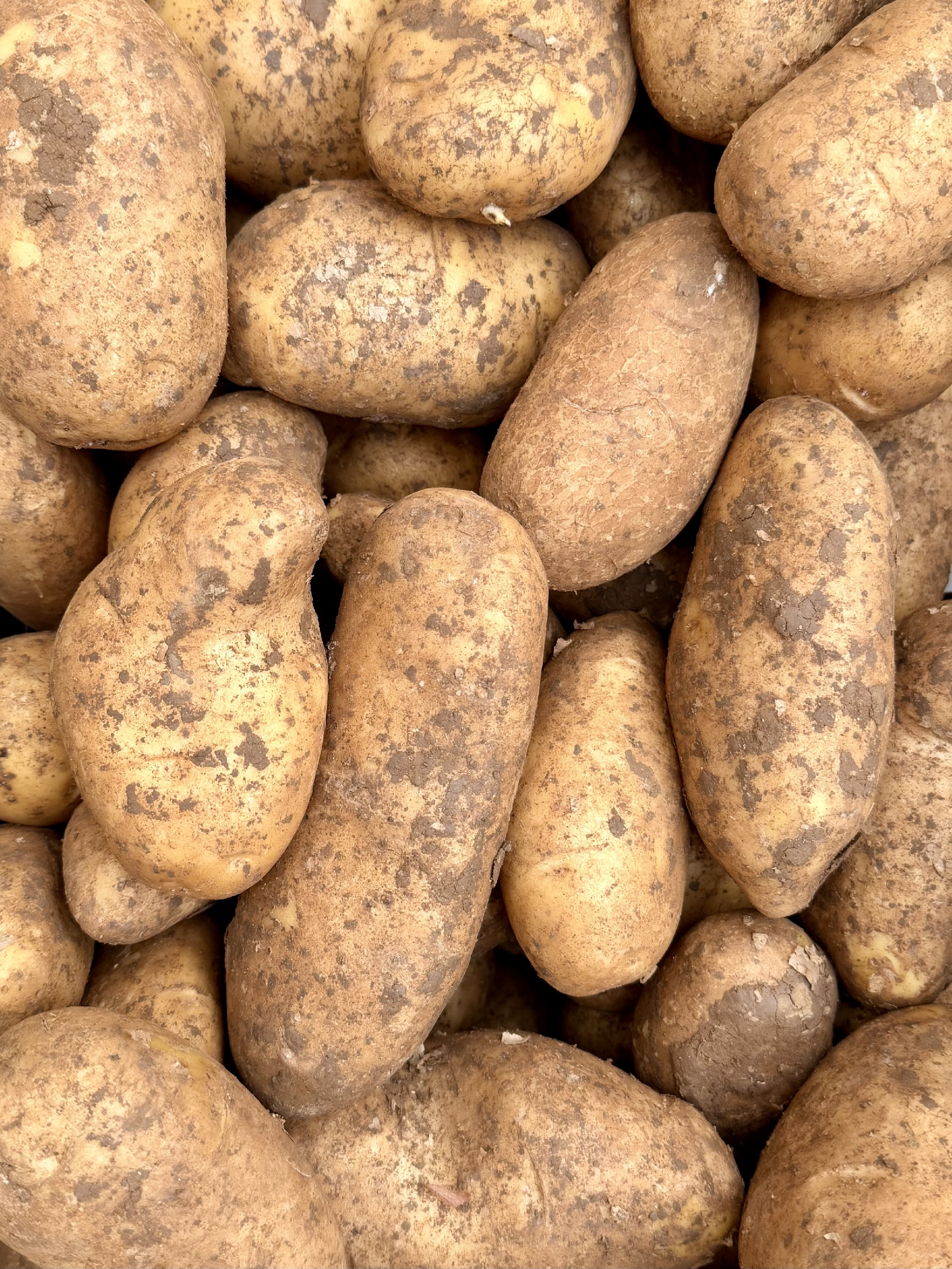 Podzimní brambory 1kg z Řecka