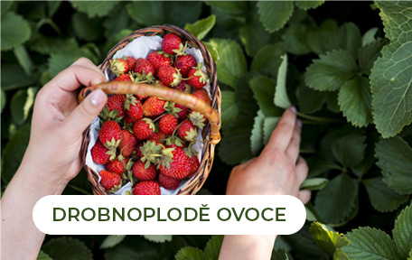 Drobnoplodé ovoce