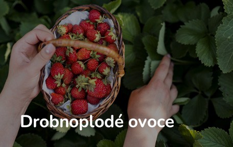 Drobnoplodé ovoce