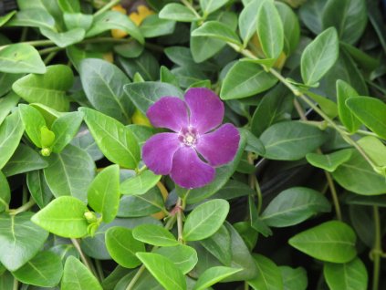 482705 Vinca Verino[1]