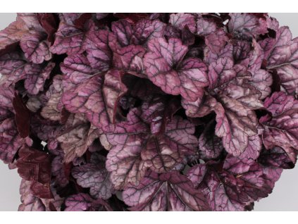 HEU Toncka® Shiny Violet 448994[1]
