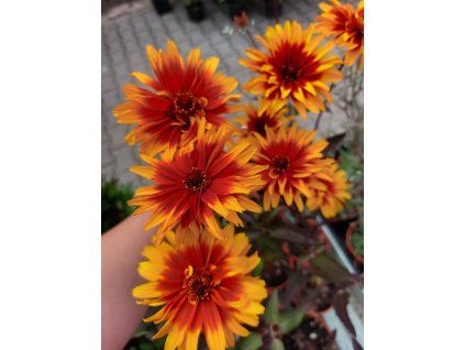 1396 janeba helios fireball