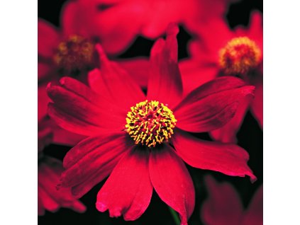 COR Limerock RubyⓈ Limerock RubyⓈ 418815 8561 2[1]