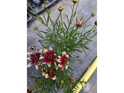 Krásnoočko 'Sunstar Rose' Coreopsis verticillata 'Sunstar Rose'