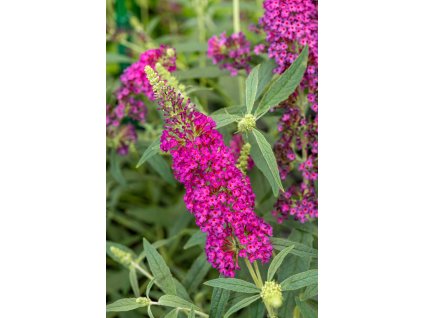 BUD Summer Bird® Raspberry 497186 22991 2[1]