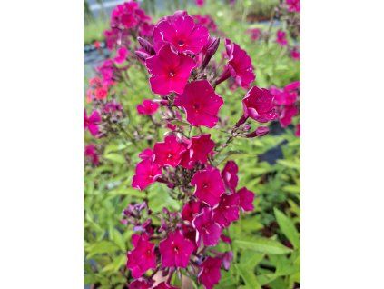 Phlox paniculata 'Adessa Special Fire'  Phlox paniculata 'Adessa Special Fire'