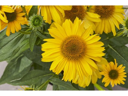 ECH Papallo® Classic Deep Yellow 441222[1]