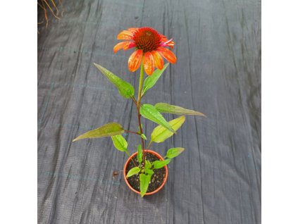 Třapatkovka "Papallo Classic Orange" (Průměr květináče 9 až 12 cm)