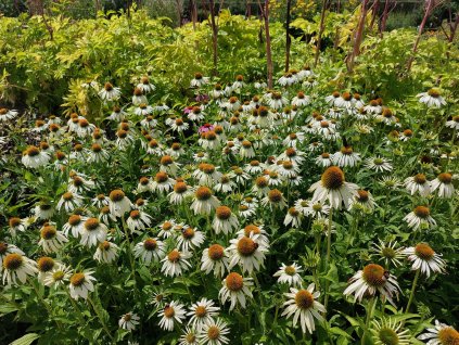 Echinacea - Alba (Průměr květináče 12 až 20 cm)