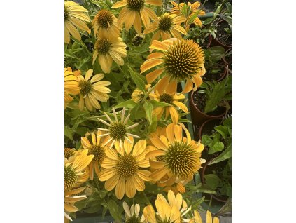 Echinacea - Golden Yelow (Průměr květináče 9 až 12 cm)