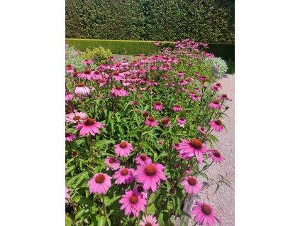 Echinacea - Magnus (Průměr květináče 12 až 20 cm)