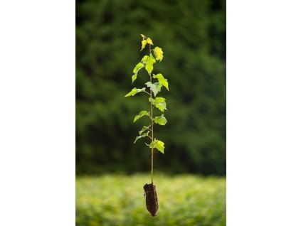 betulapendula