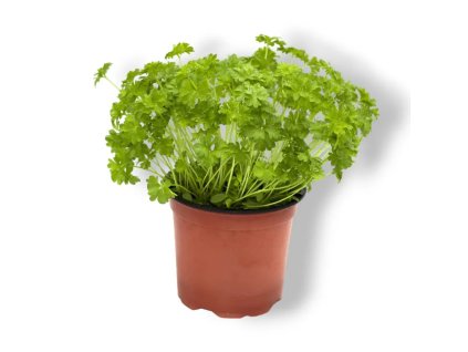 Petržel kadeřavá k 11cm