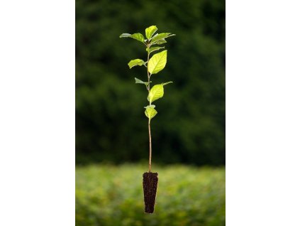 prunusavium