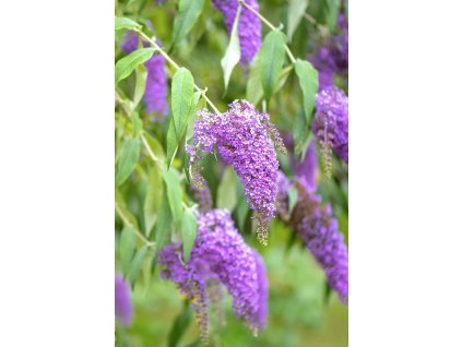 Komule Davidova 'Fascinating