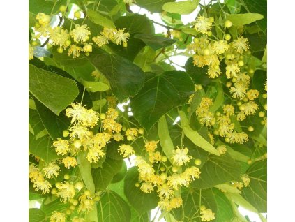tiliaplatyphylos2