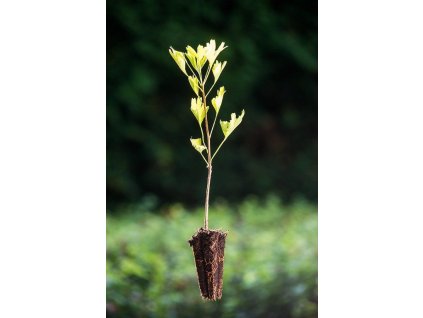 ginkgo