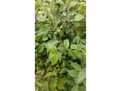 Jilm sibiřský QP60 (40/60) Ulmus pumila