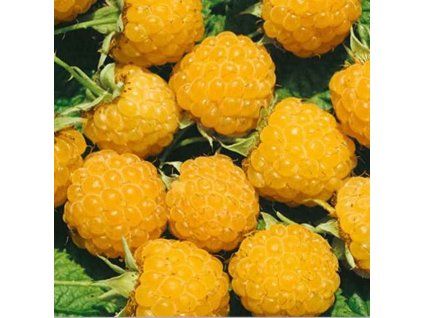 Plants Raspberry, Fallgold