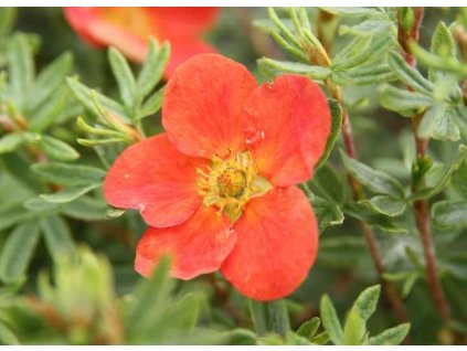 POTENTILLA fruticosa MARIAN RED ROBIN ® 'Marrob'