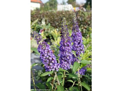 Buddleja davidii 'EMPIRE BLUE' butterfly bush