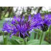 Chrpa horská "Centaurea montana"