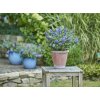 BUD Summer Bird® Patio Blue 497140[1]