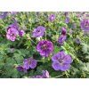 Kakost " Rozanne®"  Geranium wallichianum "Rozanne®"
