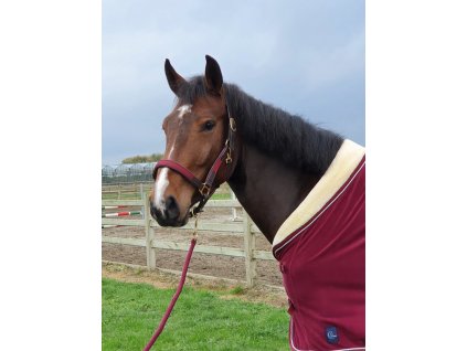 Lether headcollar with fabric - gold closure