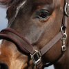 halster fleece bruin 2